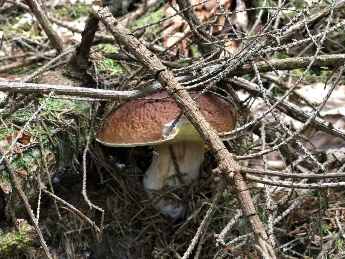 Villa Na Szlaku Zwardoń Esterno foto